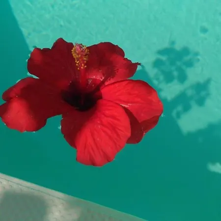 Orchidea